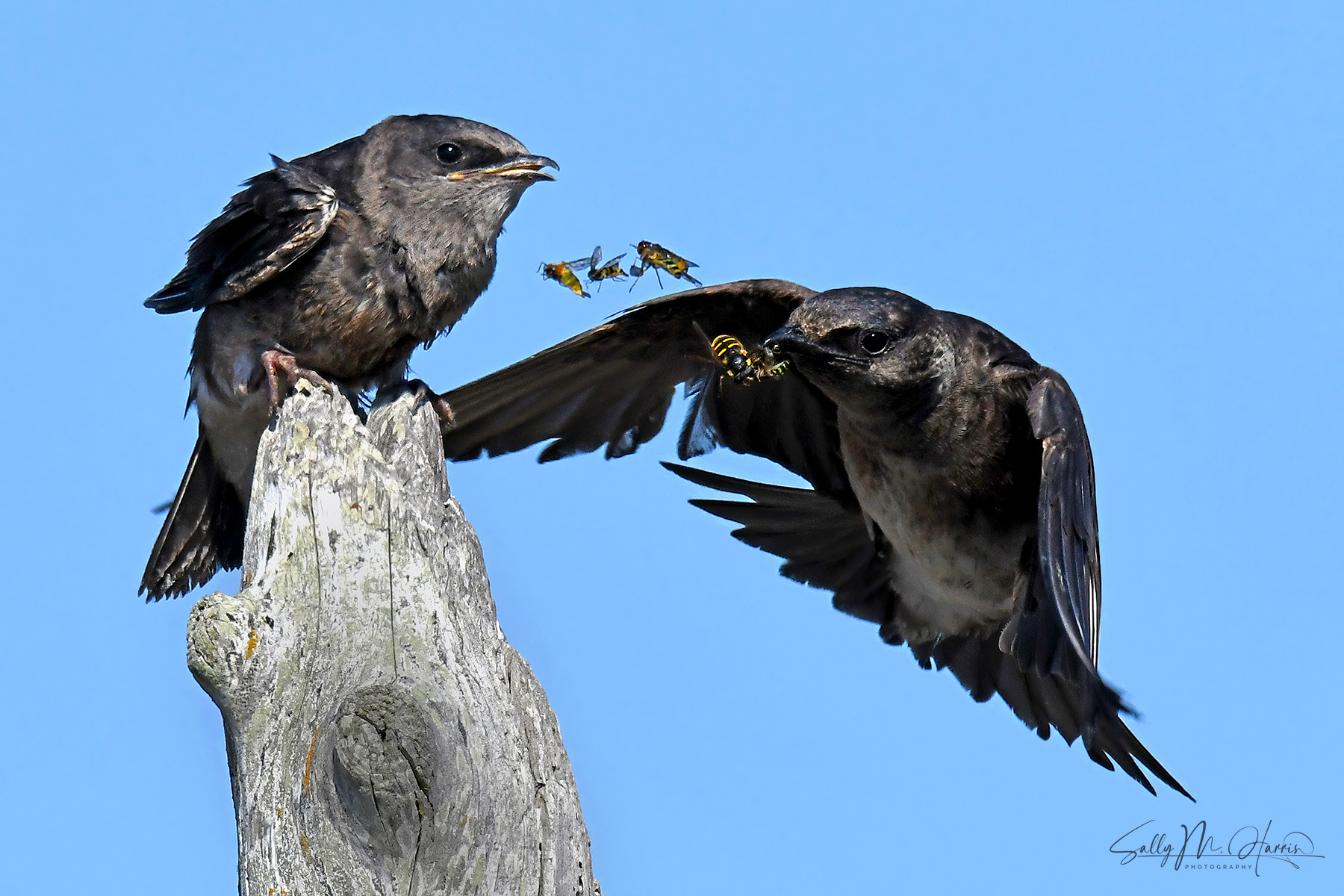 Purple Martin by Sally M. Harris